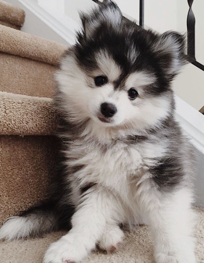 a small dog sitting on top of a carpeted stair case next to a hand rail