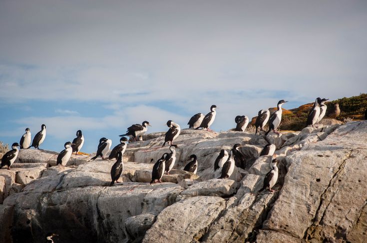 a flock of birds sitting on top of rocks