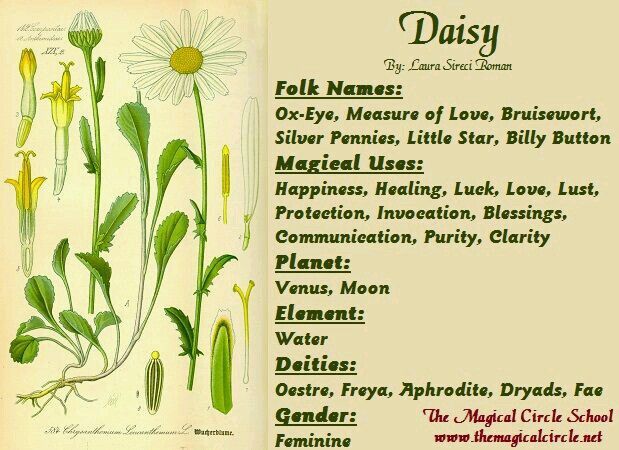 Daisy love. . . . Flowers Witchcraft, Herb Properties, Plant Magick, Magickal Herbs, Witch Herbs, Magia Das Ervas, Witch Garden, Magic Herbs, Kitchen Witchery