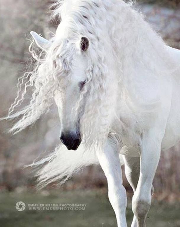 a white horse with long hair running in the snow