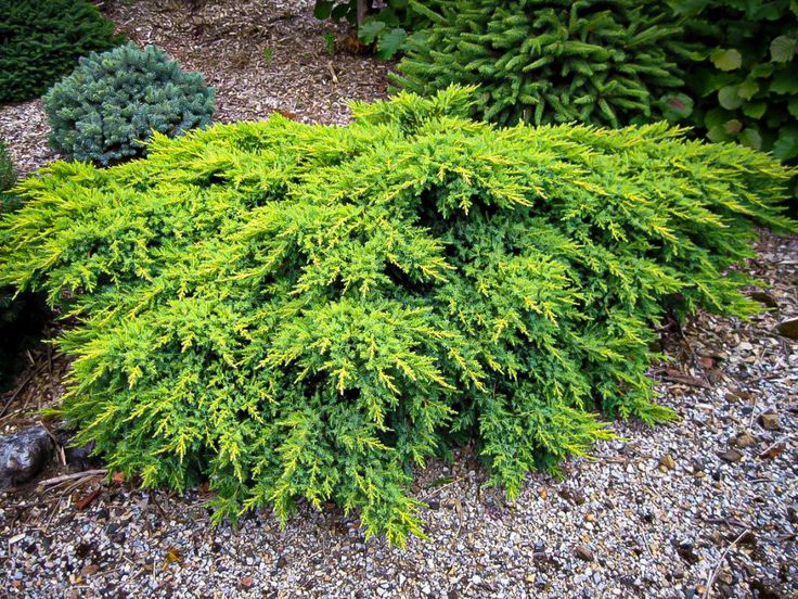 a green plant in the middle of some gravel