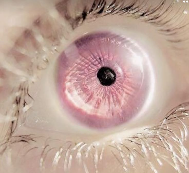 the iris of an eye is purple and white