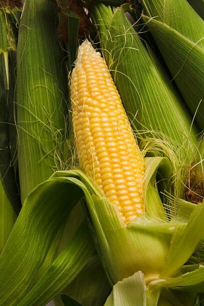 corn on the cob is ready to be eaten