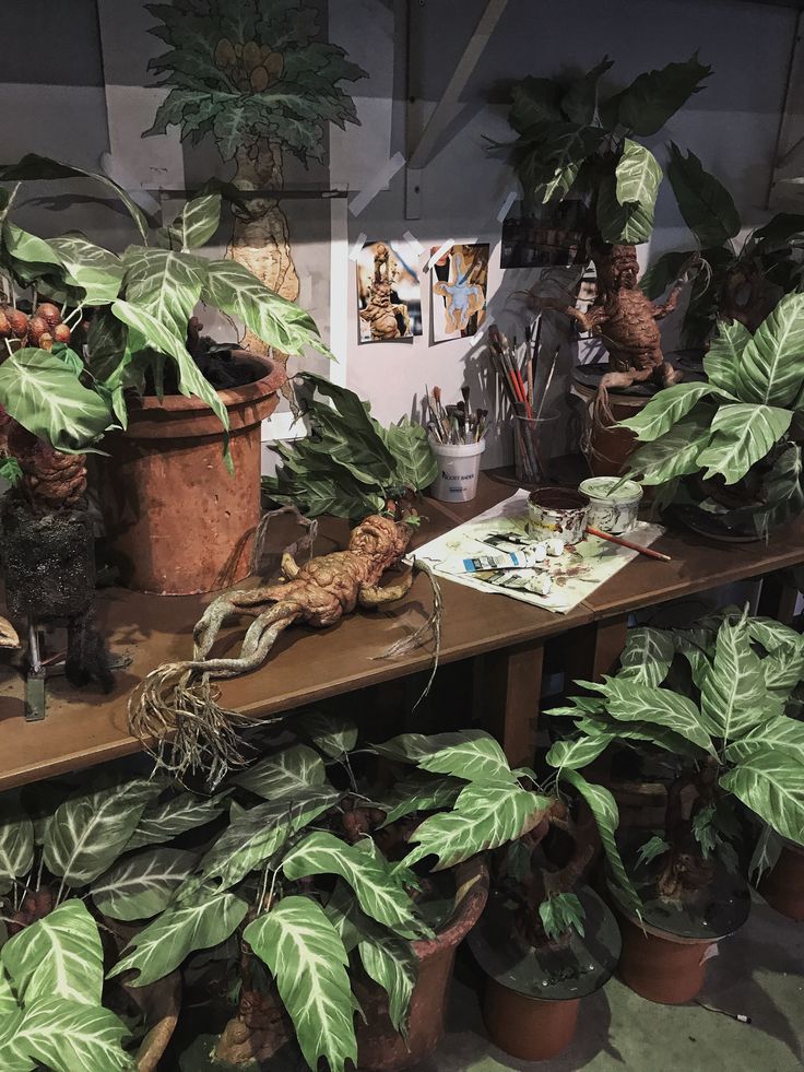 many potted plants on a table in a room with pictures and other things around them