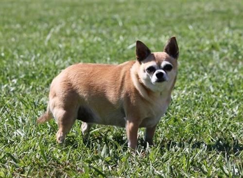 a small brown dog standing on top of a lush green field