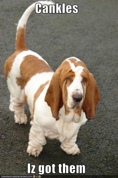 a brown and white dog standing on top of a street next to a sign that says candles iz got them