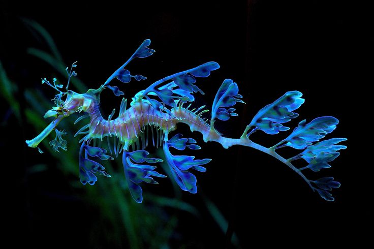 a sea dragon is swimming in the dark water with its tail extended and it's eyes open