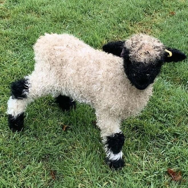 a black and white sheep standing in the grass