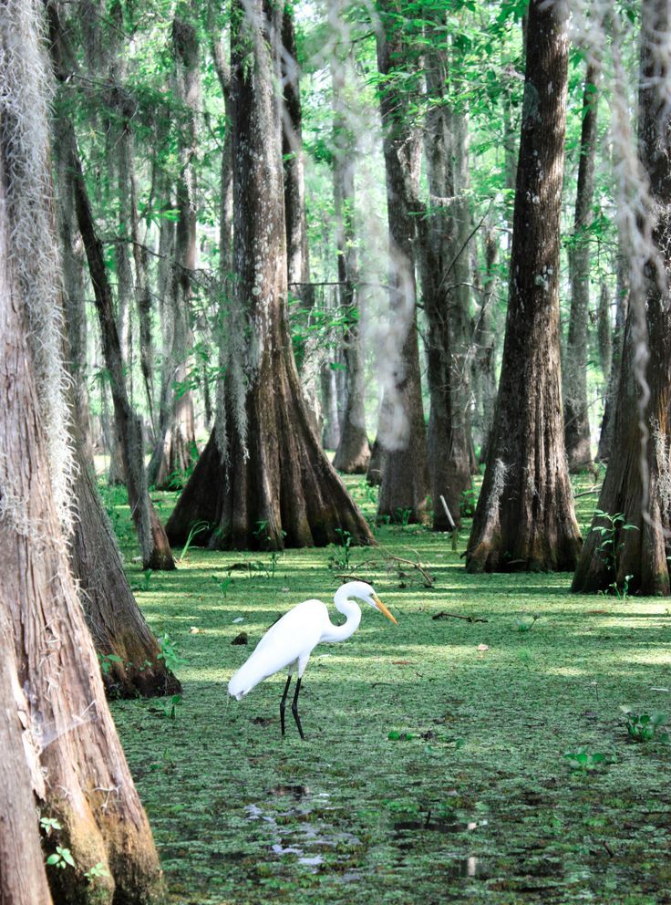 a white bird standing in the middle of a swampy area with trees and moss