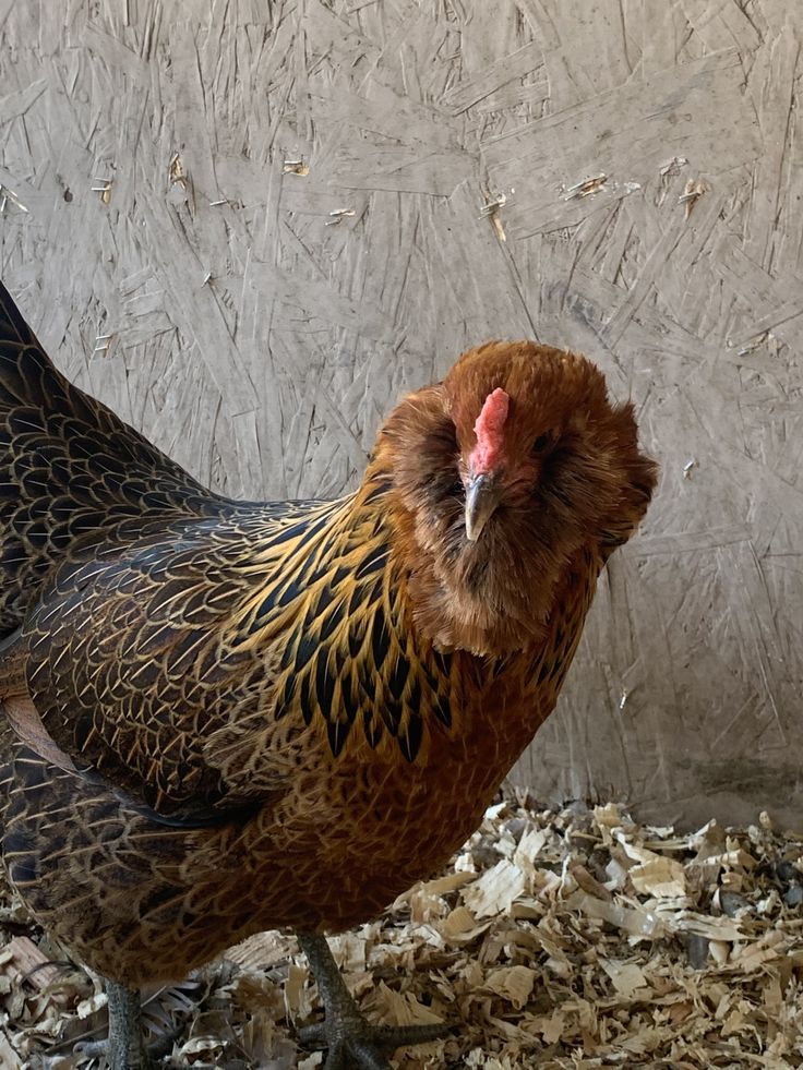 a close up of a chicken on a pile of wood shavings in front of a wall