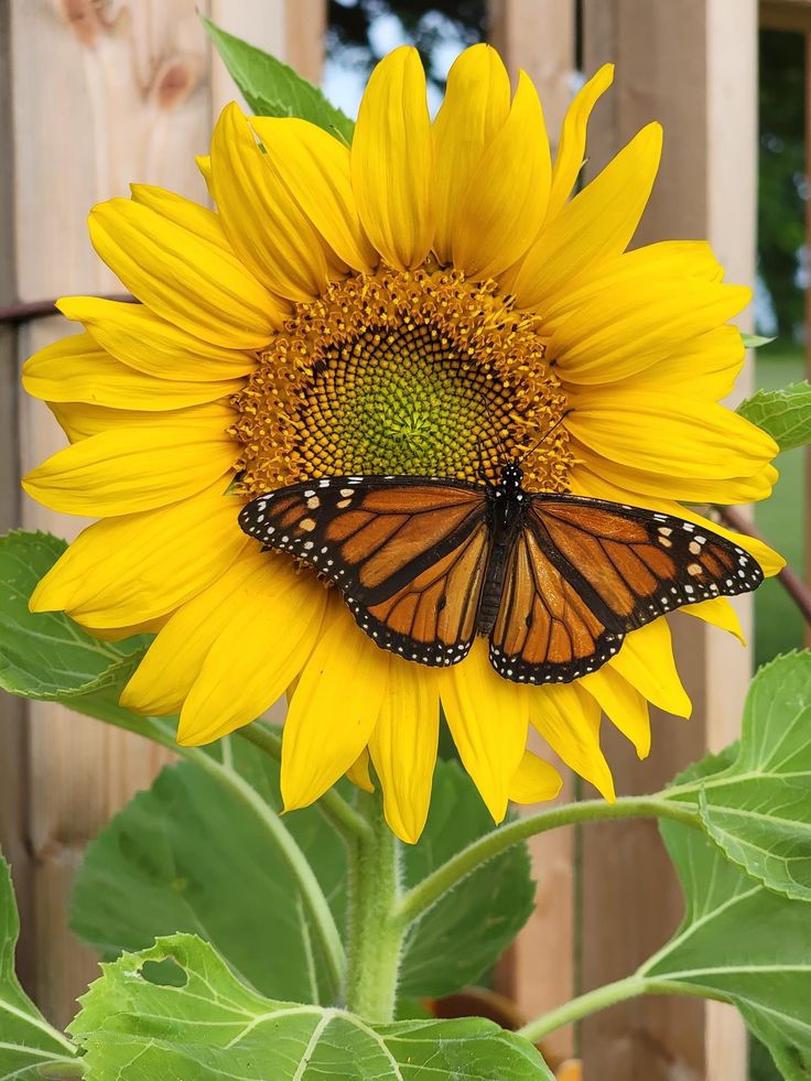 a butterfly sitting on top of a sunflower in front of a wooden fence with green leaves