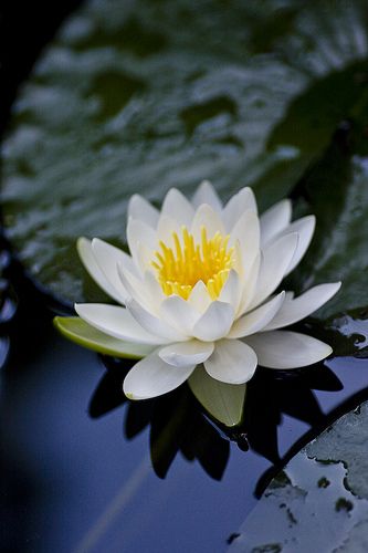 a white and yellow flower floating on top of water