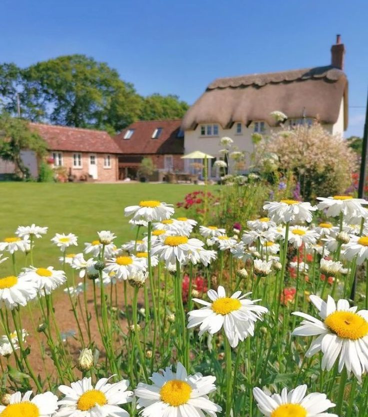 white and yellow flowers in front of a house