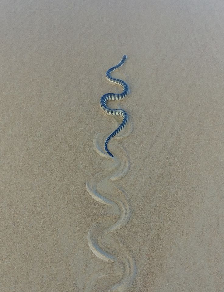 a blue snake is in the sand with its tail curled up to look like it's coming out of the water