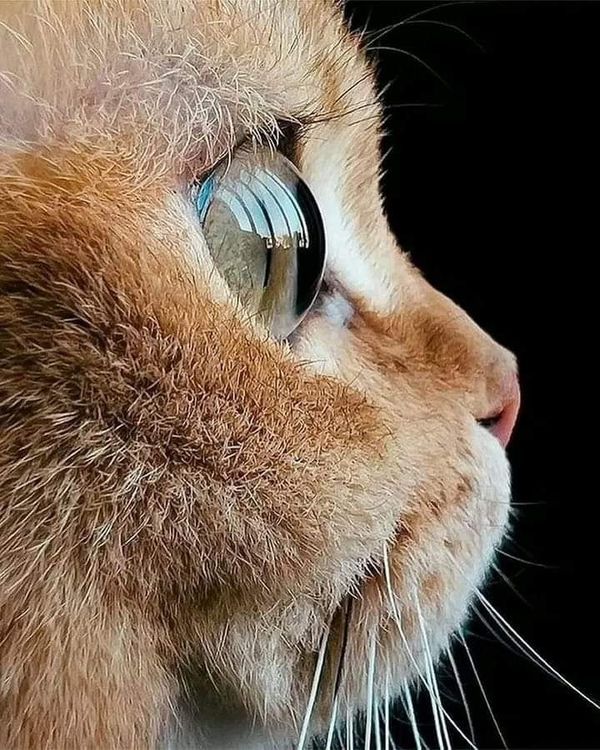 a close up of a cat's face with its eyes closed and looking to the side