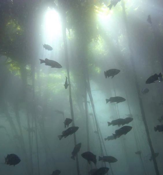 many fish are swimming in the water near tall trees and sunlight shining through the fog