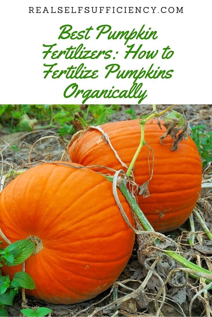 Get the lowdown on the best fertilizer for pumpkins and learn when and how to fertilize pumpkins organicallyGrow bigbeautiful fleshy pumpkins with our expert guide to fertilizing pumpkins naturally pumpkins growpumpkins organicfertilizer bestpumpkinfertilizer Pumpkin Fertilizer, Grow Pumpkins From Seeds, When To Plant Pumpkins, Grow Pumpkins, Diy Fertilizer, Pumpkin Varieties, Planting Pumpkins, Pumpkin Garden, Growing Pumpkins