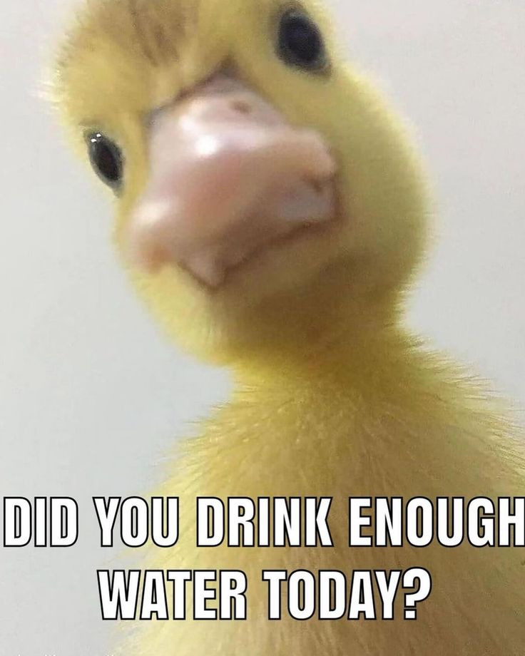 a yellow duck with the caption did you drink enough water today?