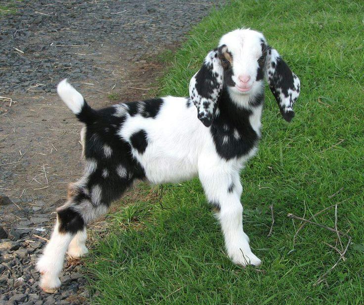 a small black and white goat standing on top of a grass covered field next to a road