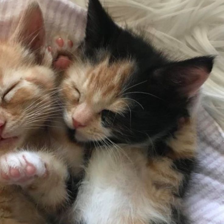 two kittens cuddle together on a blanket