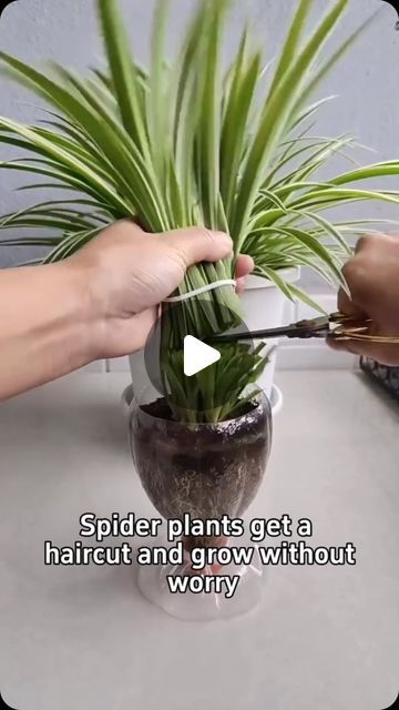 Spider Plant Topiary, Spider Plant Display Ideas, Spider Plant Decor, Spider Plant Care Indoor, Spider Plant Care, Arrowhead Plant, Plant Paradox, Plant Care Houseplant, Spider Plant