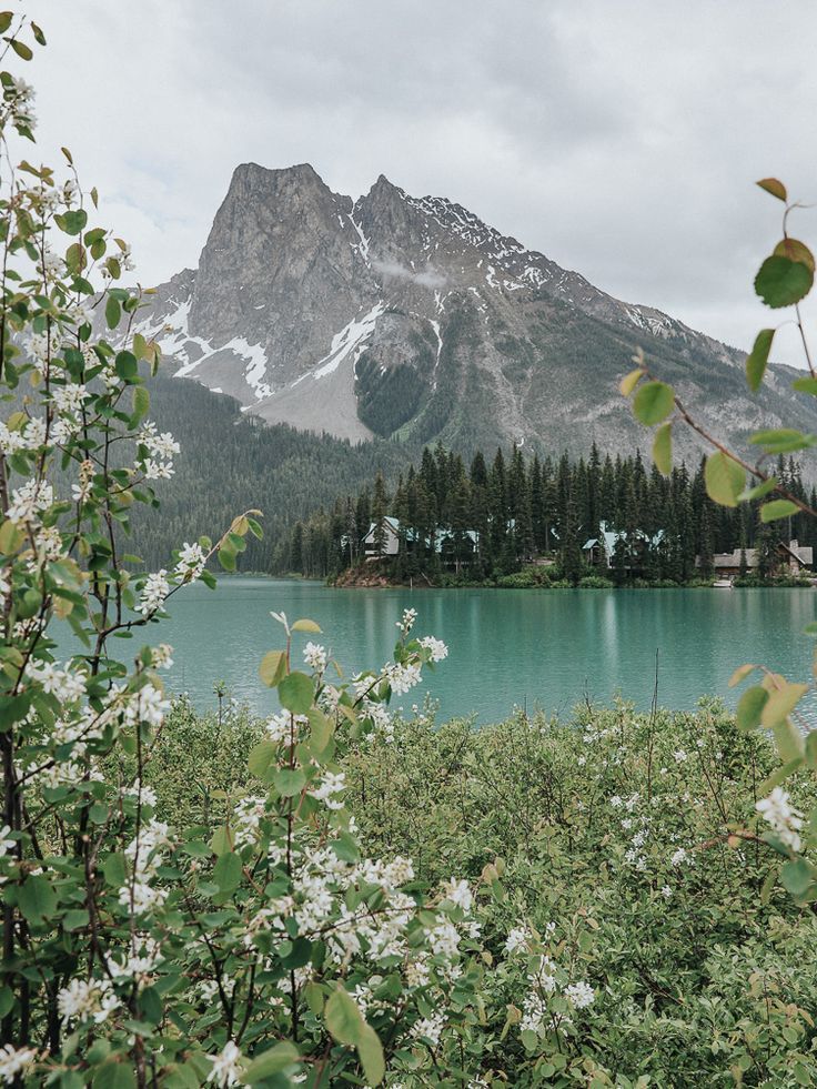 the mountains are covered in snow and green plants next to a lake with white flowers