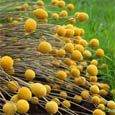 the grass is green and yellow with little yellow balls on it's stems,