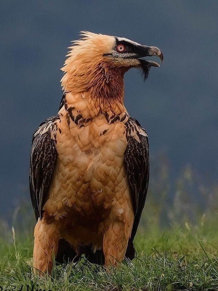 a large bird standing on top of a lush green field