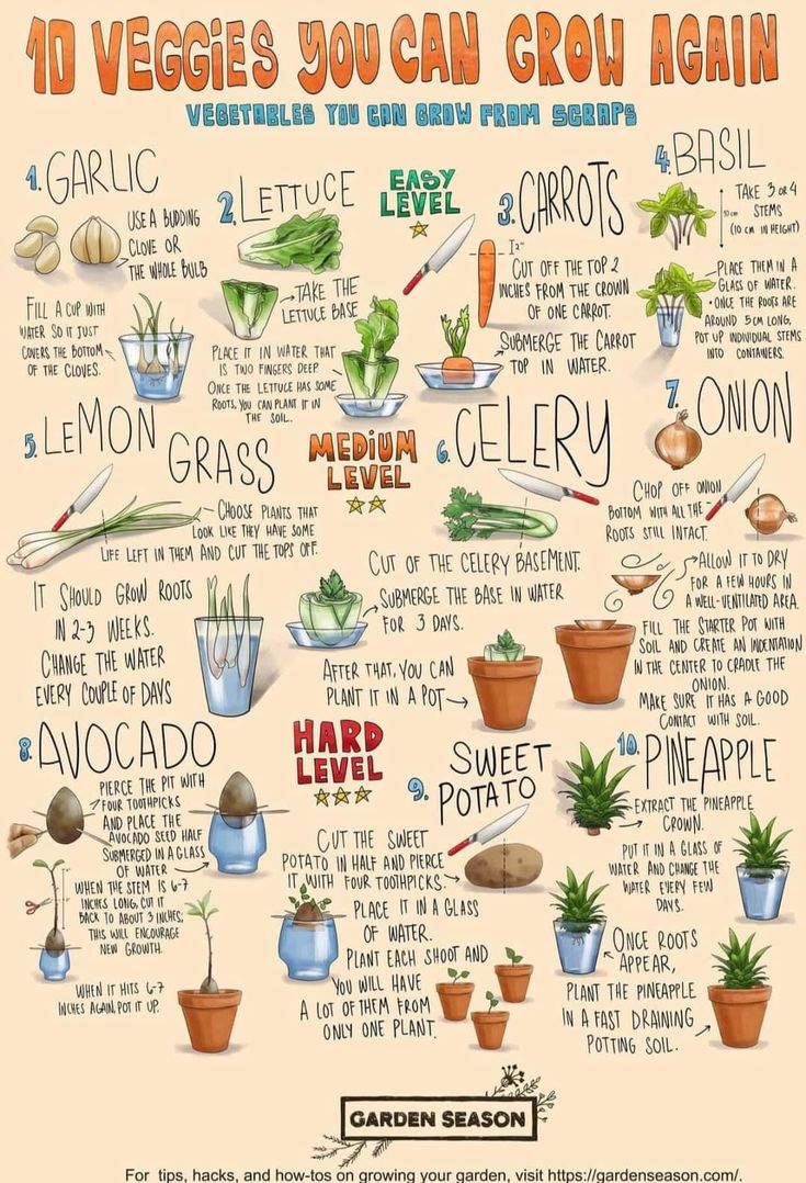 an illustrated poster showing the various types of plants and how to grow them in pots