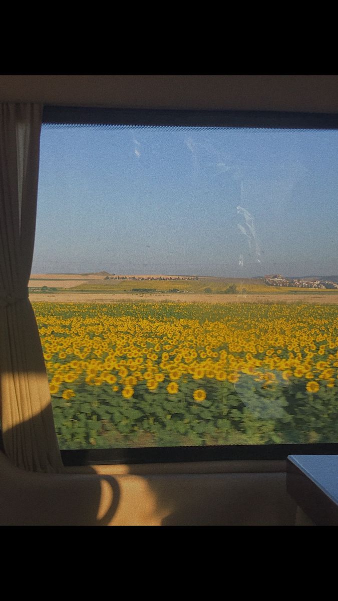 sunflowers are seen through the window of a train