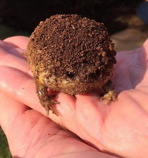 a close up of a person's hand holding a small animal with dirt on it