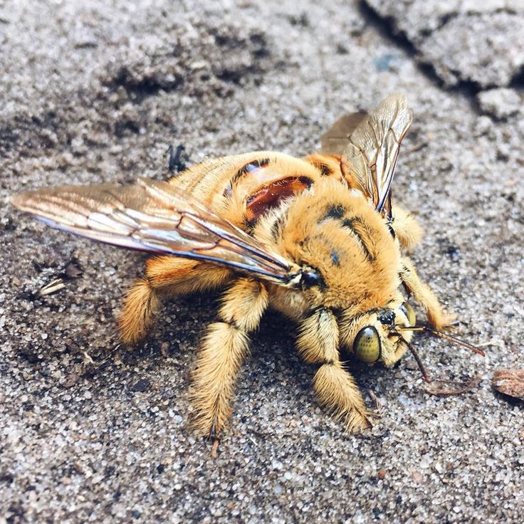 a close up of a bee on the ground with it's wings spread out