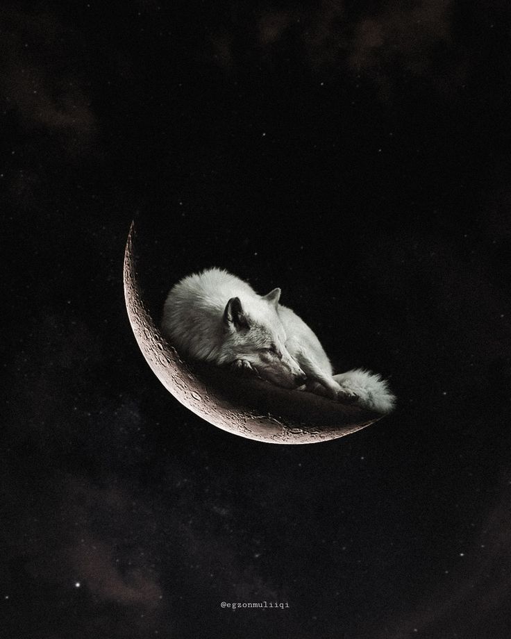 an animal that is laying down on the moon