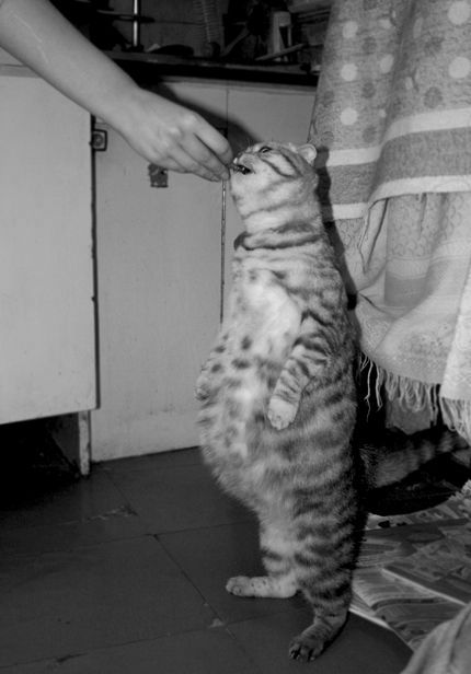 a cat is standing on its hind legs