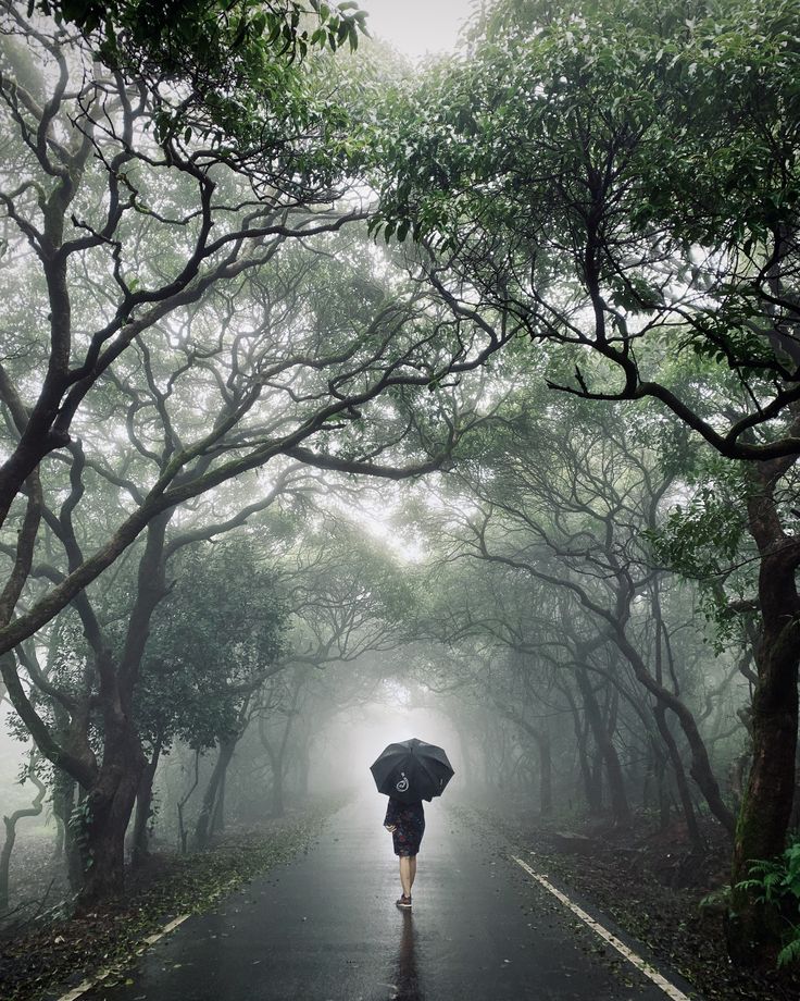 a person with an umbrella walks down a road in the rain through trees on both sides