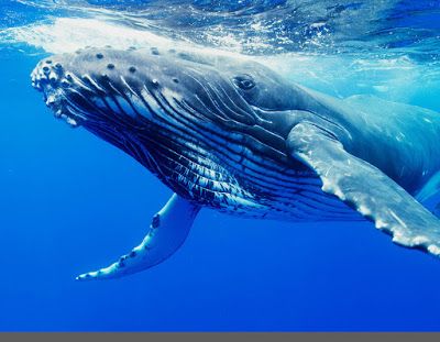 a humpback whale swims under the water's surface, with its mouth open