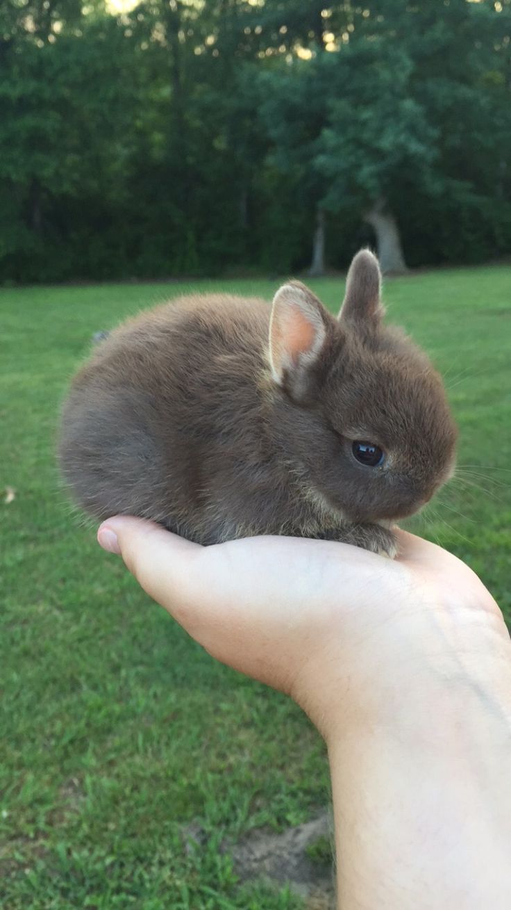 a small rabbit is sitting in the palm of someone's hand, with trees in the background