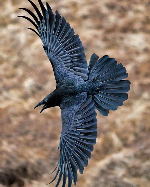 a black bird flying through the air with it's wings spread