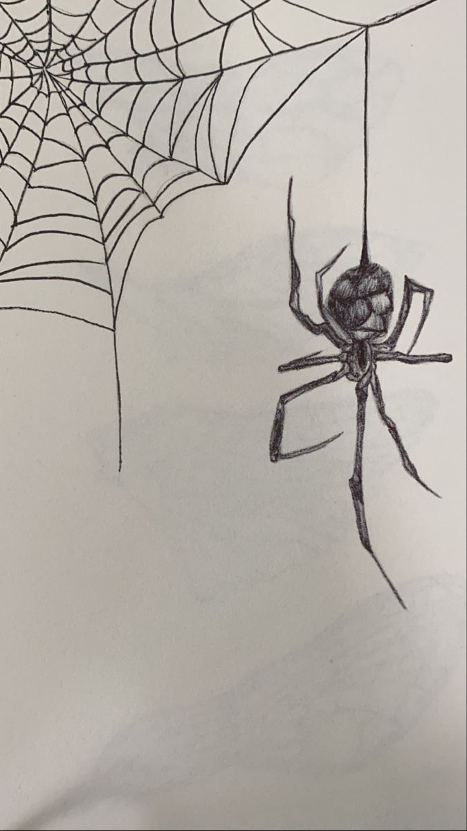 a drawing of a spider and its web