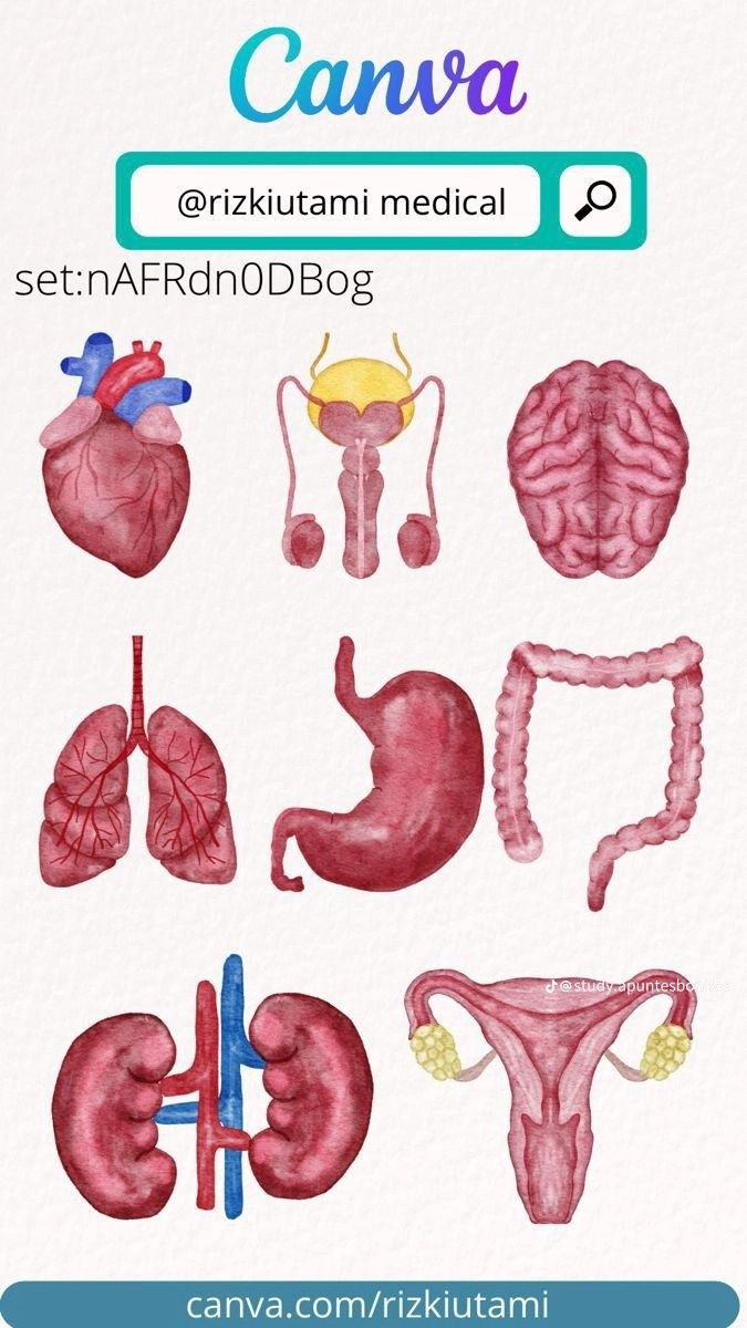 the anatomy of the human body and its organs in watercolor on paper with text that reads