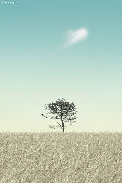 a lone tree stands alone in the middle of a vast, flat field with no grass