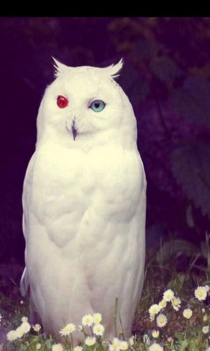 a white owl with blue eyes sitting in the grass and daisies around it's neck