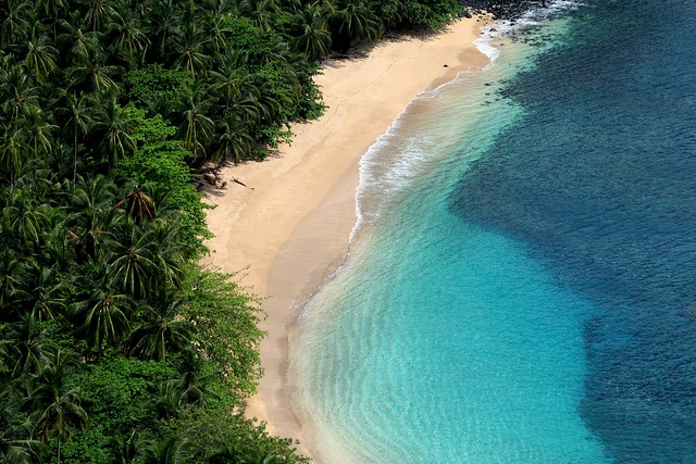 an aerial view of the beach and ocean with palm trees in the foreground, from above