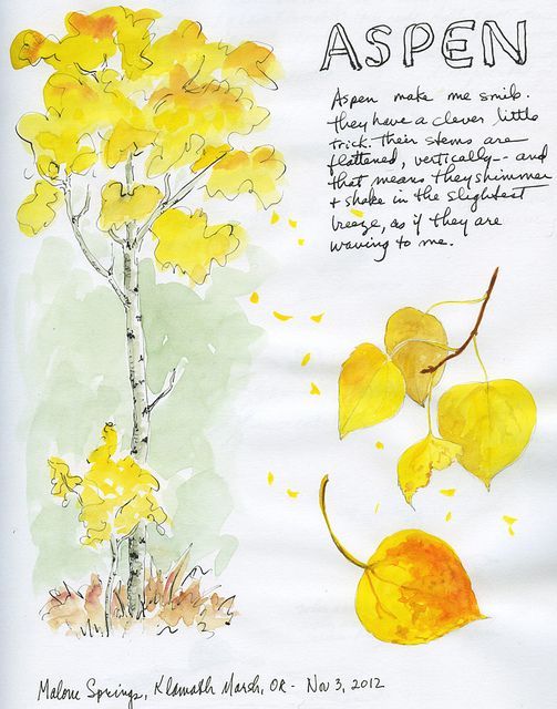 a drawing of a tree with yellow leaves and the words aspen written in black ink