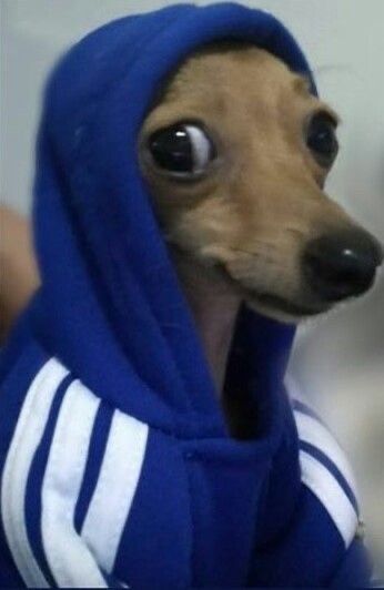 a small dog wearing a blue hoodie