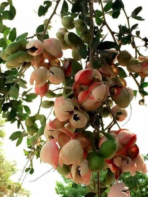 the fruit is growing on the tree and ready to be picked from it's branches