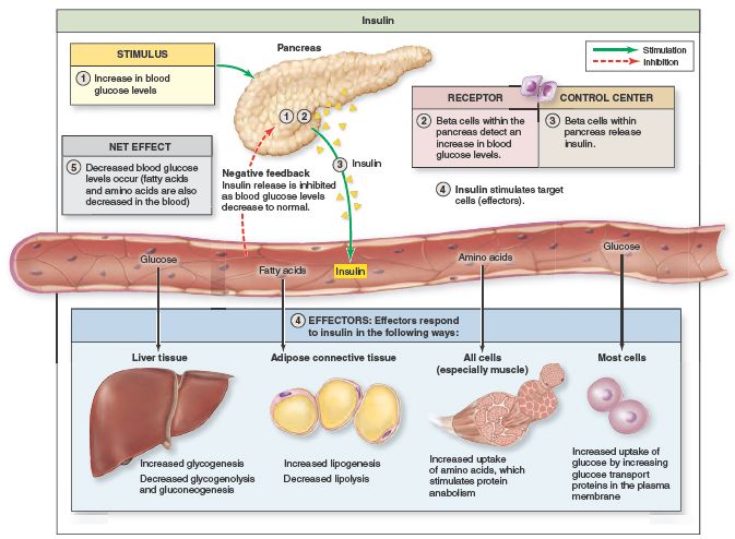 diagram of the human body organs and their functions