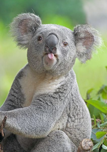 a koala sitting on top of a tree branch with its tongue out and it's eyes wide open