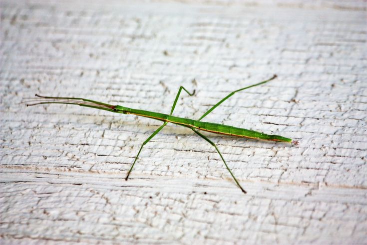 a green insect sitting on top of a wooden table