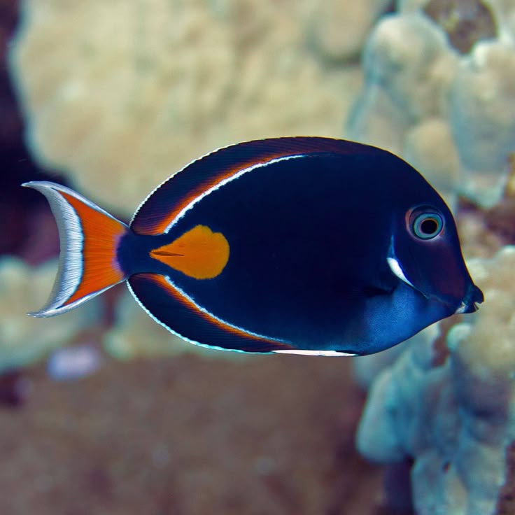 a blue and orange fish swimming in an aquarium with corals behind it's surface